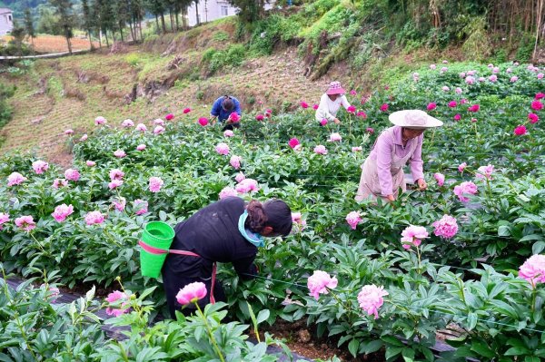 配资手机股票配资 云南昭通：“花海经济”绽放“幸福产业”